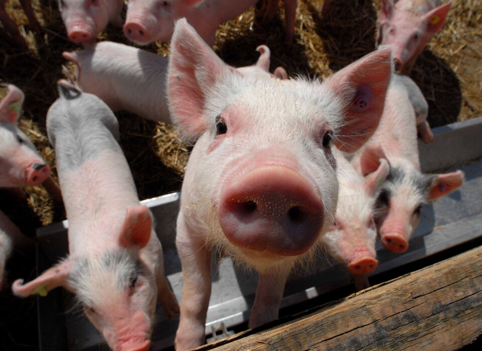 Bereichsleitung Landwirtschaft Schweinehaltung (m/w/d)