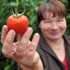 antonius Tomate